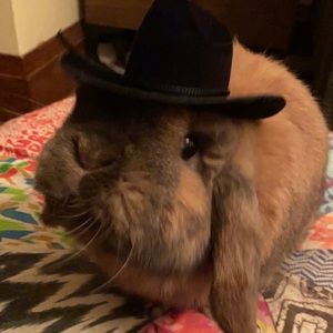 Meet your Posher, Abby